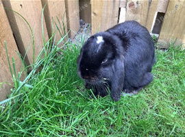 Bunny looking for a new home