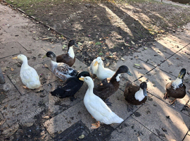 3 Adult khakh campbell + 7 ducklings.