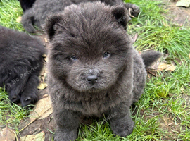 Beautiful Chow Chow Puppies &ndash; Loving Family Homes Wanted