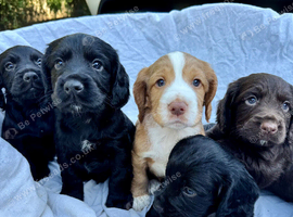 Cocker spaniel puppies