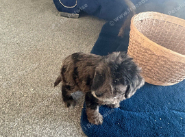 Chocolate and blue Merle puppy's