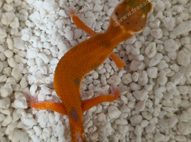 Mixed morph leopard geckos