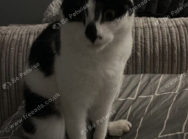 Black white spotty cat