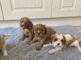 Lovely litter of KC reg blenheim/ruby cavalier pups from health tested parents