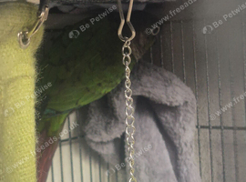 Young greencheek conure