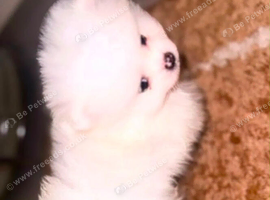 Pomeranians