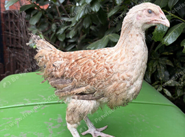 Easter Egger Buff Sussex x Crested Cream Legbar Hen