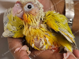 Handreared Turquoise conures