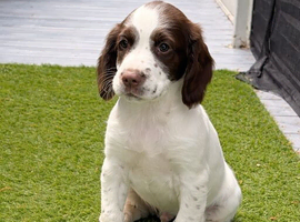 Gorgeous Chunky ESS Boy Pup