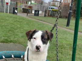 Luna english bull terrier x staff