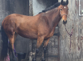 16.3hh 4yo ISH x Clydesdale Filly &ndash; Quality Blank Canvas
