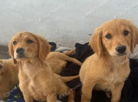 Golden Retriever Puppies &ndash; 3 Boys Remaining.