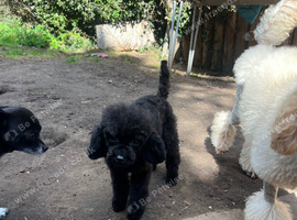 Male Toy Poodle