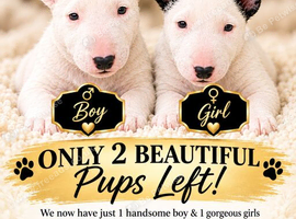Beautiful English Bull Terrier Puppies
