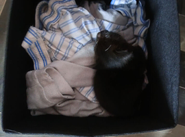 Femail kitten
