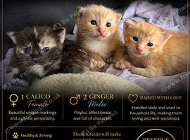 Kittens available