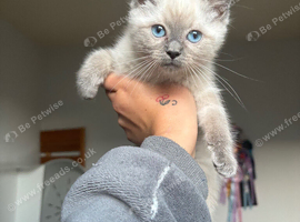 Purebred ragdoll kitten