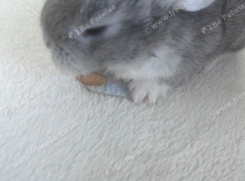Baby bunnys
