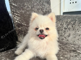 Female pomeranian (2 years old)
