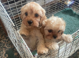 2 apricot Cavapoo puppies