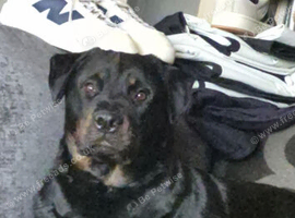 Rottweiler girl Site won't let me add Pics.