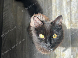 NEED REHOMING ASAP