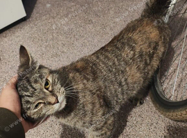 Domestic Shorthair tabby cat FREE