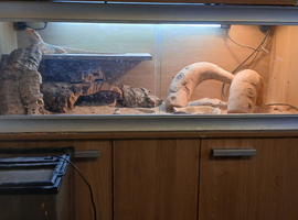 Bearded dragon enclosure
