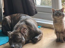 4 year old cat for sale
