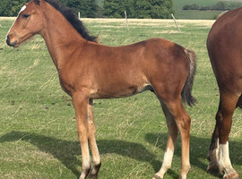 Stunning colt foal