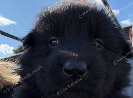 GSD puppies