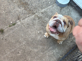 Male English Bulldog for sale