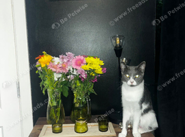 Grey and white tabby cat & black kitten