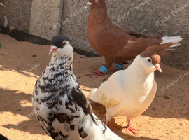Afghan top quality male pigeons.