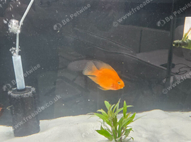 Red parrot fish