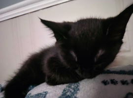 2 male kittens