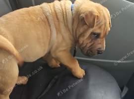 Stunning shar pei