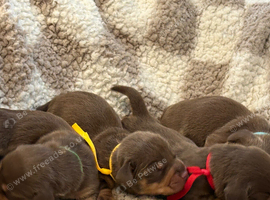 Stunning Purebred Miniature Dachshund Puppies - Chocolate & Tan Parents
