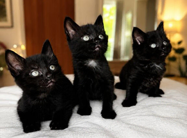 Beautiful black kittens looking for their forever homes