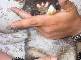 CHOCOLATE MALE MINI LOP