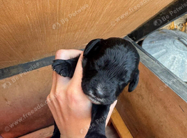 Beautiful litter of 6 cockapoo&rsquo;s