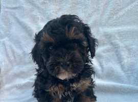 Cavapoo boy puppy