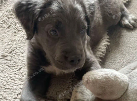 Canecorse x springerspaniel