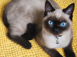 Fluffy