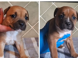 Staffordshire bull terrier pups