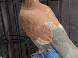 Beautiful Brown Pigeon