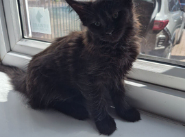 Beautiful silver  Maine coon kitten girl