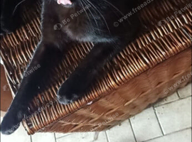 Neutered male black cat missing kingsland