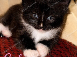 4 kittens ready by 28th aug