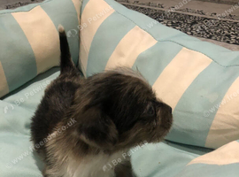 Long haired miniature dachshund